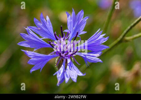 le bleuet bleu centaurea cyanus est une plante comestible. Banque D'Images
