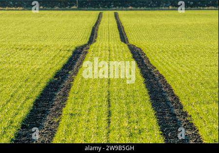 Tracteur sur chenilles dans un champ cultivé avec une récolte de printemps, West Lothian, Écosse Banque D'Images