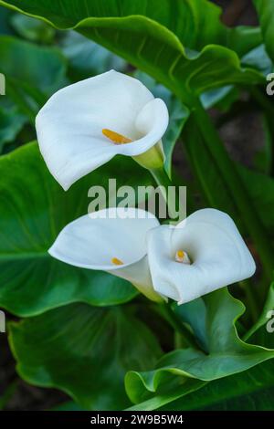 Zantedeschia aethiopica Crowborough, arum Lily Crowborough, Zantedeschia Crowborough, spathes blanches en forme d'entonnoir, spaces jaunes Banque D'Images