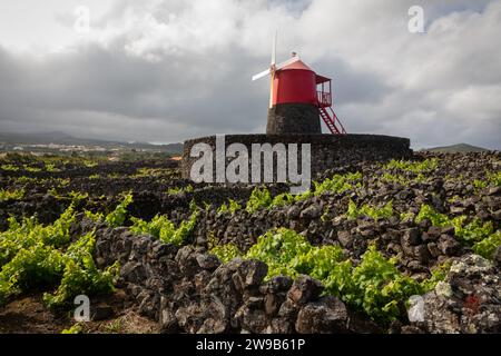 Vignoble traditionnel sur Pico Islland, Açores, Portugal Banque D'Images