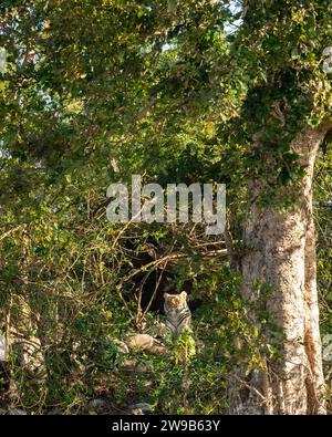 tigre du bengale femelle sauvage ou panthera tigris assis à l'extérieur de la grotte d'arbre vert naturel ou de la fenêtre dans le safari de saison d'hiver à la zone de dhikala de jim corbett Banque D'Images