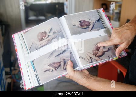 Deborah Pergolotti, de Frogsafe Inc., examine des images de grenouilles malades dans son bureau d'Innisfail, Queensland, Australie, le 3 août 2023. Les spécimens recueillis par Frogsafe Inc. Depuis 1998 révèlent un grand nombre de cancers et d'autres affections, peut-être liés au ruissellement agricole. (Photo de Joshua Prieto/Sipa USA) Banque D'Images