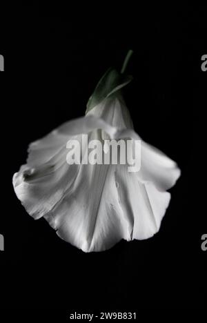 fleurs morning glory isolées sur fond noir. Japanese Morning Glory flowers (Ipomoea Nil) est une espèce d'Ipomoea Morning Glory, connue sous le nom de Banque D'Images