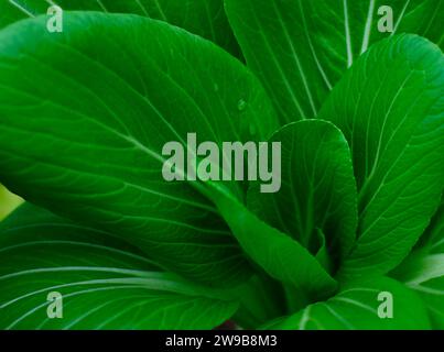 Tendre bébé bok choy dans un lit de jardin Banque D'Images