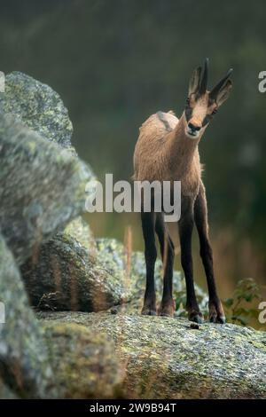 Jeune chamois alpin (Rupicapra rupicapra) debout sur des rochers au crépuscule, chèvre de montagne sauvage dans son habitat, Alpes, Italie. Banque D'Images