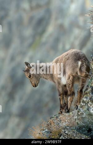 Bouquetin alpin ou chèvre de montagne, Capra Ibex, regardant en aval debout au bord d'une falaise sur fond de pentes rocheuses floues, parc Monviso, il Banque D'Images