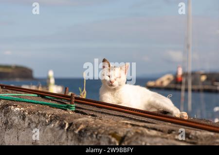 Chat blanc détendu se trouve sur un mur surplombant le port de Velas, Sao Jorge, aux Açores Banque D'Images