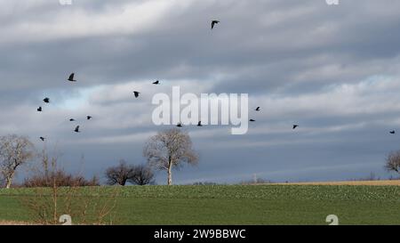 Un troupeau de corbeaux dans le ciel d'automne Banque D'Images