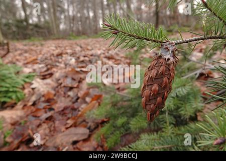 Gros plan naturel sur les aiguilles et le cône de la pinetree de sapin de Douglas d'Amérique du Nord, Pseudotsuga menziesii Banque D'Images
