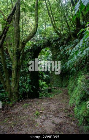 Sentier de randonnée le long du système d'irrigation historique, Sao Miguel, Açores Banque D'Images