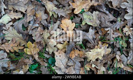 Vue de dessus des feuilles d'automne sur le sol de forêt de chênes Banque D'Images