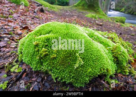 Leucobryum glaucum (mousse à coussin d'épingle) se trouve dans les forêts tempérées de l'hémisphère Nord, en Europe et en Amérique du Nord. Banque D'Images