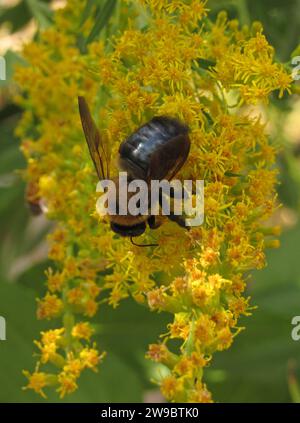 Une abeille domestique rampe sur la verge d'or dans un jardin de pollinisateurs à Philadelphie, PA. Banque D'Images