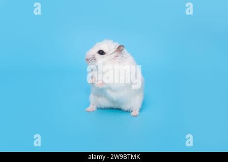 Petit hamster dzungarian blanc se tient dans une pose drôle sur un fond bleu Banque D'Images