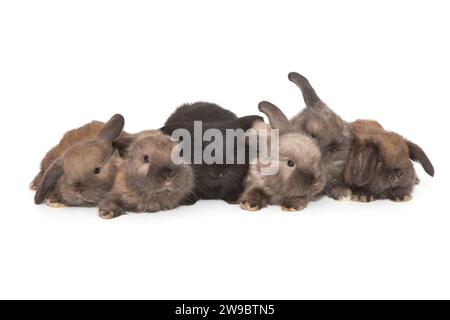 Six petits lapins aux oreilles pliées sont assis en rangée, isolés sur un fond blanc. Banque D'Images