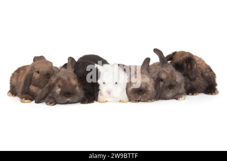 Sept petits lapins aux oreilles pliées sont assis en rangée, isolés sur un fond blanc. Banque D'Images