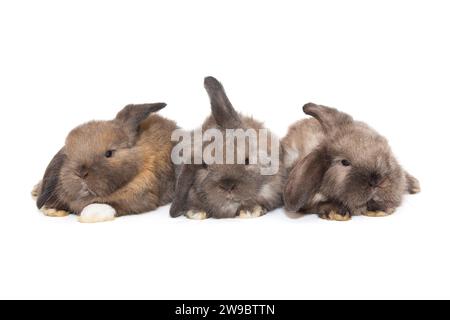 Trois petits lapins aux oreilles pliées sont assis en rangée, isolés sur un fond blanc. Banque D'Images