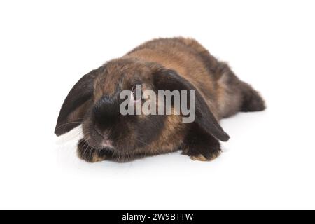 Lapin décoratif aux oreilles pliées de couleur brune, isolé sur fond blanc. Banque D'Images