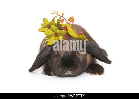 Petit lapin brun aux oreilles pliées et branche verte, isolé sur fond blanc. Banque D'Images