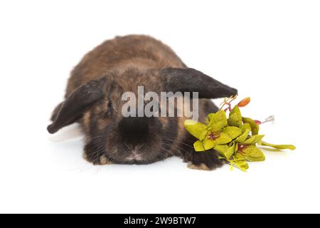 Lapin décoratif, brun aux oreilles pliées et branche verte, isolé sur fond blanc. Banque D'Images