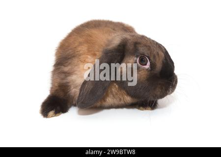 Décoratif, petit lapin aux oreilles pliées de couleur brune, isolé sur fond blanc. Banque D'Images