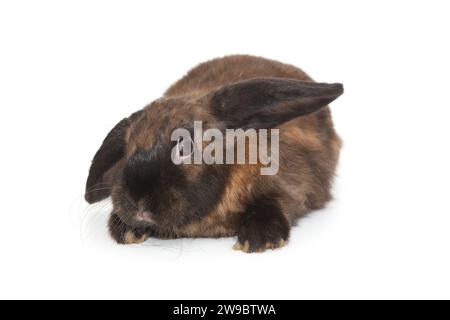Lapin décoratif, petit pli de couleur marron, isolé sur fond blanc. Banque D'Images