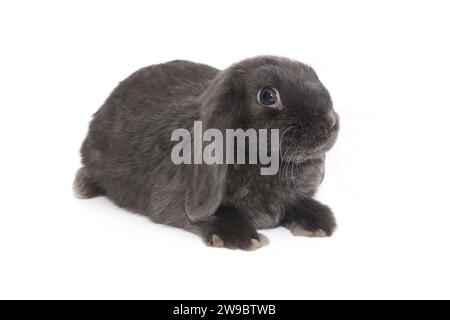 Petit lapin pliant décoratif de couleur grise, isolé sur fond blanc Banque D'Images