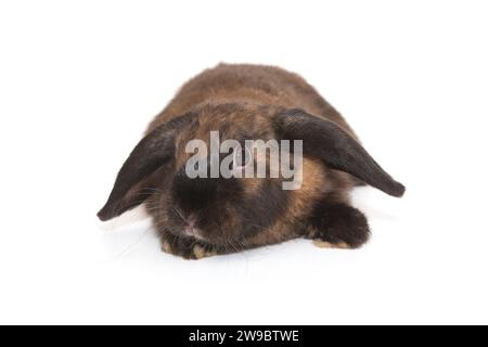 Lapin décoratif, drôle de pli de couleur brune, isolé sur un fond blanc. Banque D'Images