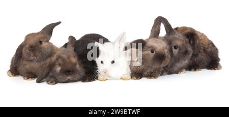 Sept petits lapins aux oreilles pliées sont assis en rangée, isolés sur un fond blanc. Banque D'Images