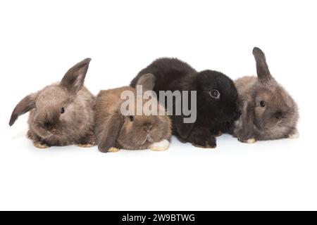 Quatre petits lapins aux oreilles pliées sont assis en rangée, isolés sur un fond blanc. Banque D'Images