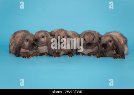 Cinq petits lapins aux oreilles pliées sont assis en rangée, sur un fond bleu Banque D'Images