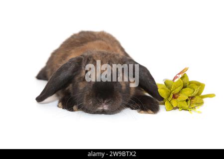 Lapin aux oreilles pliées de couleur brune et branche verte, isolé sur fond blanc. Banque D'Images