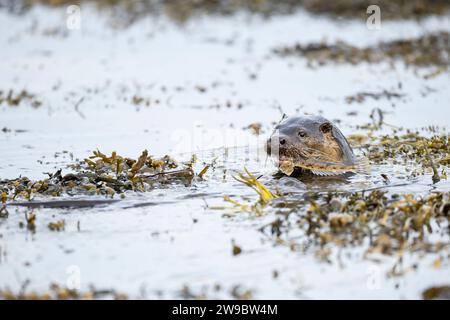 Pêche à la loutre d'Europe (Lutra lutra) dans un Loch écossais Banque D'Images