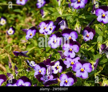les fleurs violettes violettes ferment le fond Banque D'Images