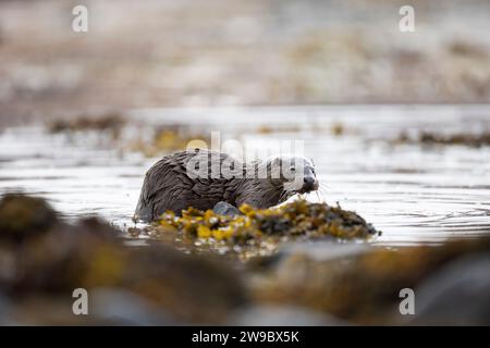 Jeune loutre européenne (Lutra lutra) pêchant dans un Loch écossais Banque D'Images