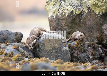 Loutre d'Europe (Lutra lutra) maman et jeune chassant dans un Loch écossais Banque D'Images