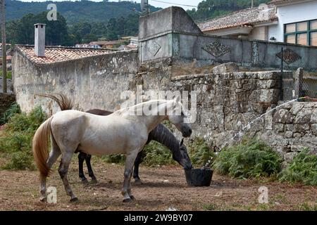 Un cheval blanc et un cheval noir buvant à la ferme Banque D'Images