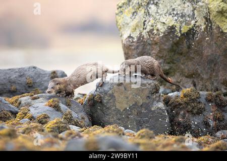 La mère de loutre d'Europe (Lutra lutra) et le petit chassent dans un loch écossais Banque D'Images