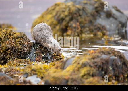 Jeune loutre européenne (Lutra lutra) pêchant dans un Loch écossais Banque D'Images