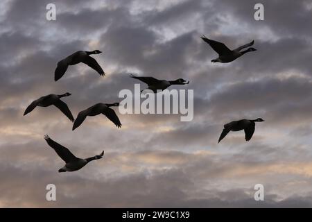 Petit groupe de bernaches du Canada en vol contre le ciel atmosphérique Banque D'Images