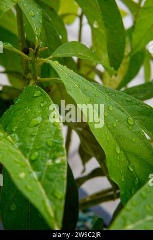 L'eau tombe après la pluie sur les feuilles d'avocat Banque D'Images