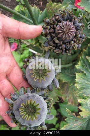 Papaver somniferum «opium Poppy» – poulets et poulets Banque D'Images