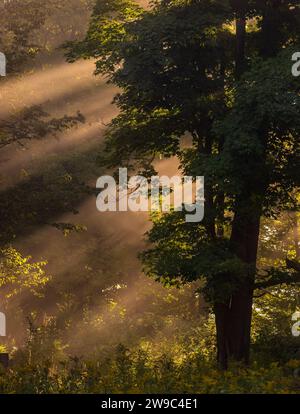 Rayons de soleil un matin brumeux d'août dans le nord du Wisconsin. Banque D'Images