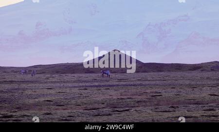Animaux marchant autour des champs arctiques avec ciel rose et montagnes enneigées sur les paysages scandinaves. Beaux orignaux sur le bord de la route en islande, paysage de faune nordique. Prise de vue à main levée. Banque D'Images