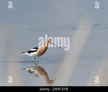 L'Avocette d'une pataugeoire Banque D'Images