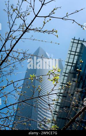 États-Unis, Seattle, État de Washington. Fleurs printanières en milieu urbain. Banque D'Images