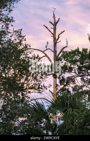 Échassiers de Floride perchés dans un arbre le long d'un marais de marée à l'aube à Ponte Vedra Beach, Floride. (ÉTATS-UNIS) Banque D'Images