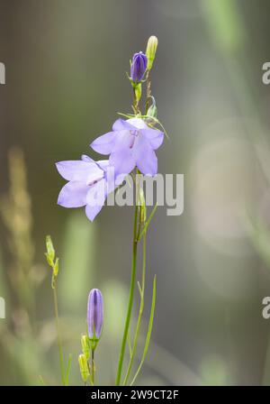 Deux fleurs et bourgeons de harebell communs de lavande photographiés en utilisant une faible profondeur de champ. Banque D'Images