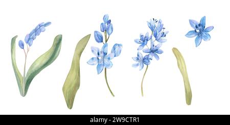 Premier ensemble de fleurs bleues de printemps aquarelle. Collection florale dessinée à la main avec des fleurs lilas, des feuilles vertes, des éléments isolés, clip art pour invitation, g Banque D'Images