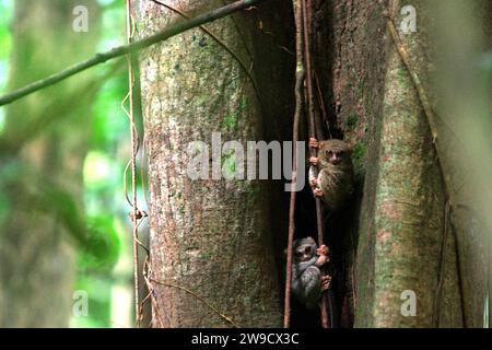 Deux individus du tarsier spectral de Gursky (Tarsius spectrumgurskyae), un primate nocturne, sont visibles en plein jour sur leur nichoir dans la forêt tropicale de la réserve naturelle de Tangkoko, Sulawesi du Nord, en Indonésie. L'Union internationale pour la conservation de la nature (UICN) conclut que la hausse des températures a entraîné, entre autres, des changements écologiques, comportementaux et physiologiques dans les espèces sauvages et la biodiversité. "En plus de l'augmentation des taux de maladies et de la dégradation des habitats, le changement climatique provoque également des changements dans les espèces elles-mêmes, ce qui menace leur survie", ont-ils écrit dans... Banque D'Images